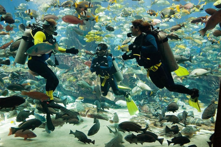 Ultimate Dive Experience